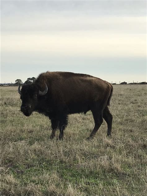 buffalos woodstock ga|live bison for sale.